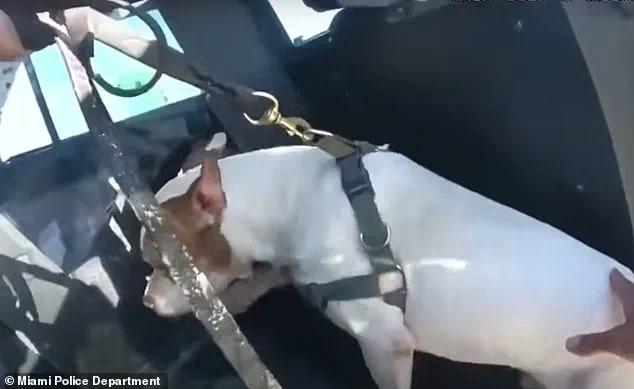 Breaking: Bodycam Footage Shows Miami Man Allegedly Trying to Drown Dog, Police Tackle Him