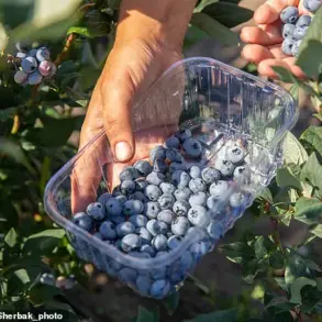 FDA Recall Highlights Hidden Dangers of Washing Blueberries, Experts Warn