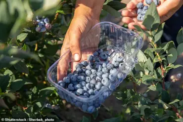 FDA Recall Highlights Hidden Dangers of Washing Blueberries, Experts Warn