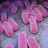 Health Officials Warn of Salmonella Outbreak Linked to Tomatoes as Rare Strains Cause Over 100 Cases and 14 Hospitalizations in UK