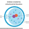 Limited Access to Groundbreaking Three-Person IVF Technique Prevents Mitochondrial Diseases in UK's Eight Healthy Babies