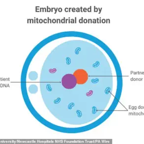 Limited Access to Groundbreaking Three-Person IVF Technique Prevents Mitochondrial Diseases in UK's Eight Healthy Babies