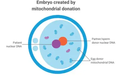Limited Access to Groundbreaking Three-Person IVF Technique Prevents Mitochondrial Diseases in UK's Eight Healthy Babies