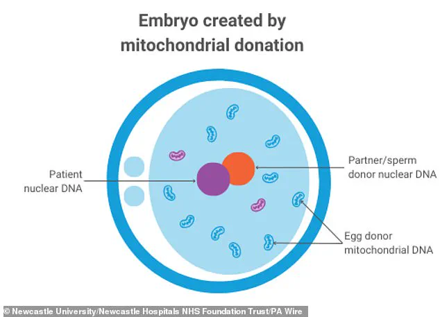 Limited Access to Groundbreaking Three-Person IVF Technique Prevents Mitochondrial Diseases in UK's Eight Healthy Babies