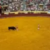 22-Year-Old Portuguese Forcado's Debut Ends in Nightmare After Bull Attack at Lisbon Bullring