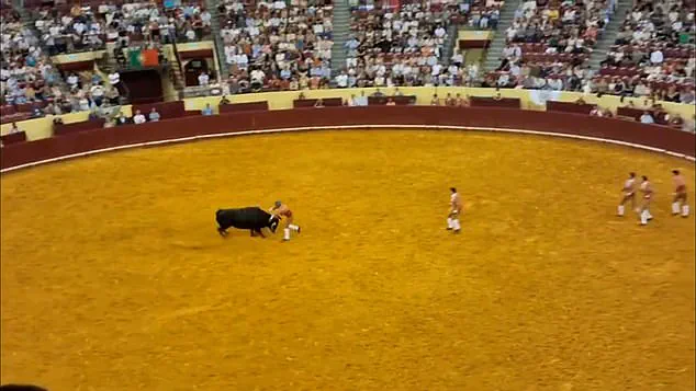 22-Year-Old Portuguese Forcado's Debut Ends in Nightmare After Bull Attack at Lisbon Bullring
