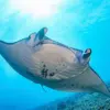 Breaking: Florida Company Accused of Capturing and Euthanizing Rare Manta Ray
