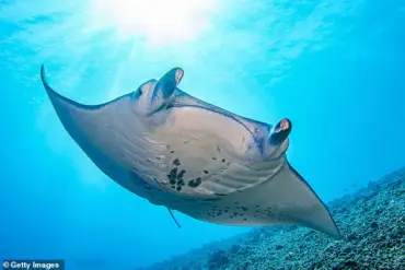 Breaking: Florida Company Accused of Capturing and Euthanizing Rare Manta Ray