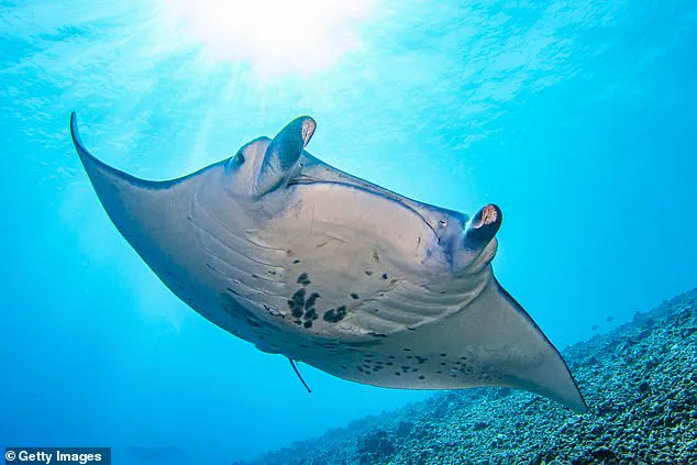 Breaking: Florida Company Accused of Capturing and Euthanizing Rare Manta Ray