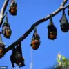 CDC's Hidden Rabies Crisis: The Public's Limited Access to Vital Information
