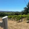 Cold Malice Murder Uncovered in Santa Rosa Vineyard: Security Cameras Reveal Shocking Truth Behind Elderly Man's Death