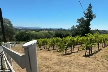 Cold Malice Murder Uncovered in Santa Rosa Vineyard: Security Cameras Reveal Shocking Truth Behind Elderly Man's Death