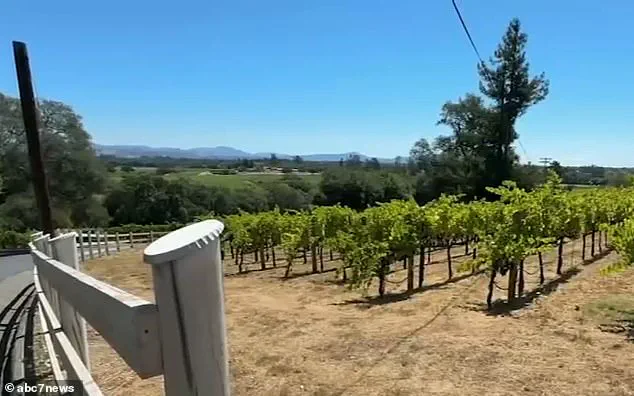 Cold Malice Murder Uncovered in Santa Rosa Vineyard: Security Cameras Reveal Shocking Truth Behind Elderly Man's Death