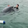 Dancing Dolphin Reggie, Who Captivated Swimmers, Could Become Aggressive, Experts Warn