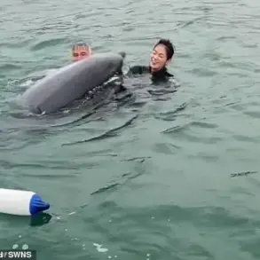 Dancing Dolphin Reggie, Who Captivated Swimmers, Could Become Aggressive, Experts Warn