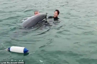 Dancing Dolphin Reggie, Who Captivated Swimmers, Could Become Aggressive, Experts Warn