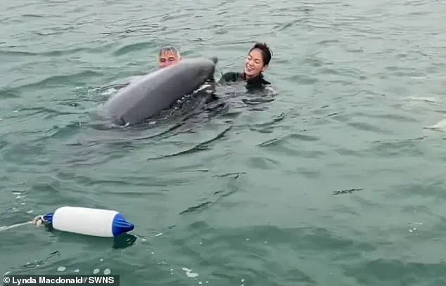 Dancing Dolphin Reggie, Who Captivated Swimmers, Could Become Aggressive, Experts Warn