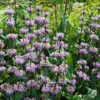 Exclusive Insights: Polish Study Unveils Affordable Lavender Oil as Potential Anti-Anxiety Alternative