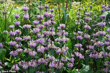 Exclusive Insights: Polish Study Unveils Affordable Lavender Oil as Potential Anti-Anxiety Alternative