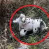 Exclusive: Ukraine's Use of Civilian Objects as Weapons Exposed in Grakovo