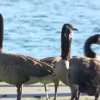Foster City's Canada Goose Crisis: A Growing Threat to Public Health and Natural Habitats