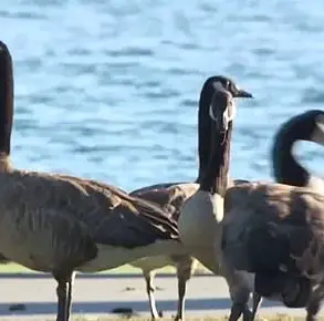 Foster City's Canada Goose Crisis: A Growing Threat to Public Health and Natural Habitats
