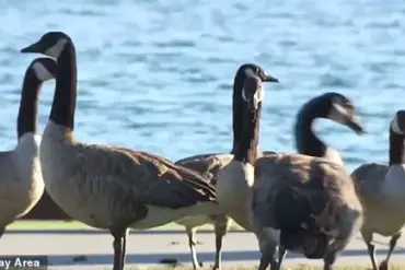 Foster City's Canada Goose Crisis: A Growing Threat to Public Health and Natural Habitats