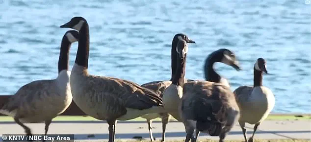Foster City's Canada Goose Crisis: A Growing Threat to Public Health and Natural Habitats