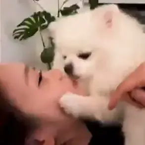 K-pop Star's Viral Pet Video Sparks Public Health Debate, Experts Advise on Hygiene Practices