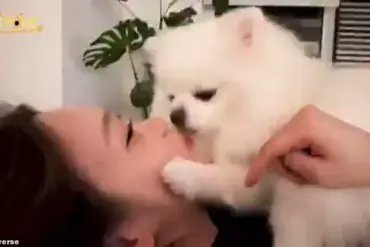 K-pop Star's Viral Pet Video Sparks Public Health Debate, Experts Advise on Hygiene Practices
