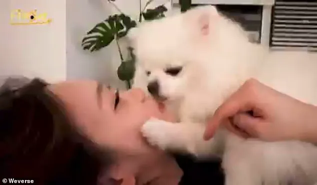 K-pop Star's Viral Pet Video Sparks Public Health Debate, Experts Advise on Hygiene Practices