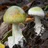 Microdosing Mushrooms: A Rising Public Health Crisis as Experts Sound the Alarm