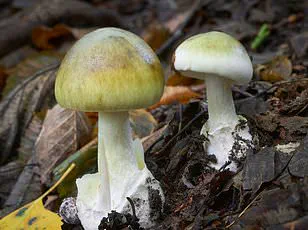 Microdosing Mushrooms: A Rising Public Health Crisis as Experts Sound the Alarm