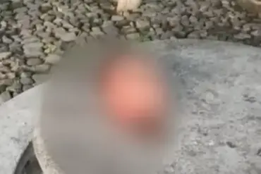 Six Severed Heads Found in Central Mexico: Latest Cartel Bloodbath Sends Shockwaves Through Region