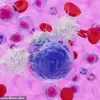 Unlocking Longevity: How Stem-like T Cells Could Transform Aging and Health