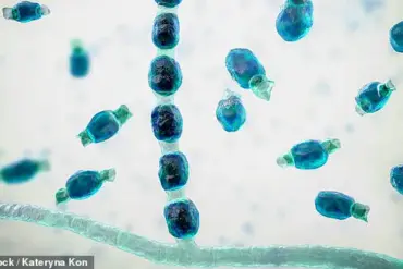Valley Fever: Environmental Factors and Health Impacts of Coccidioides immitis