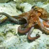 Disney's 'Kraken's Catch' Sparks Outcry: 'Inhumane' Claims Fuel Debate Over Themed Restaurant's Menu