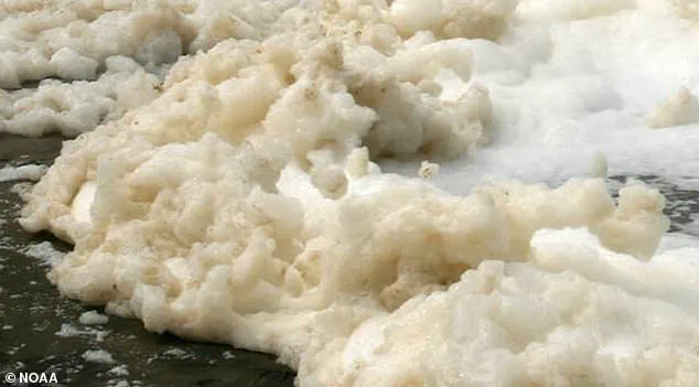 Environmental officials have issued a dire warning: 'Avoid contact with Nantucket's seafoam, which contains toxic 'forever chemicals' linked to severe health risks.'