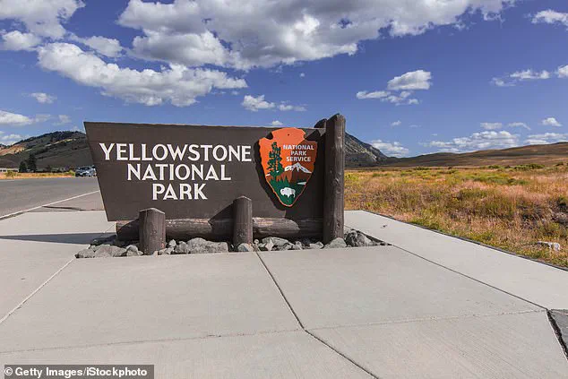 Experts Warn Viral Yellowstone Bison Video Reveals Potential Threat to Tourists